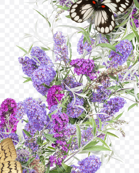 Letter X from Buddleia flowers alphabet on Yellow Images Creative Fonts - S81402