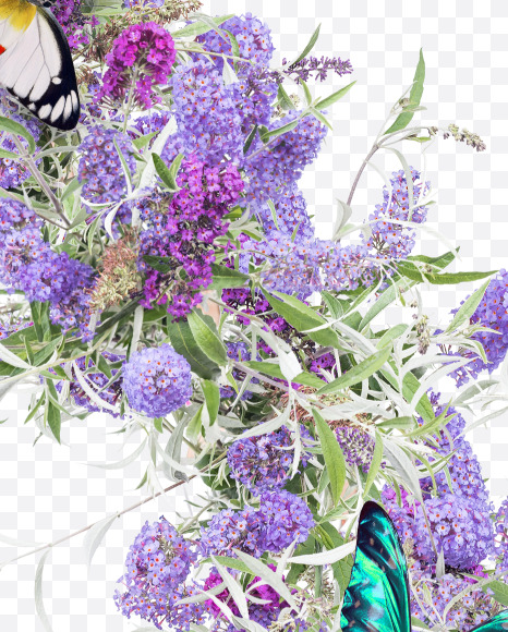 Letter Y from Buddleia flowers alphabet on Yellow Images Creative Fonts - S81403