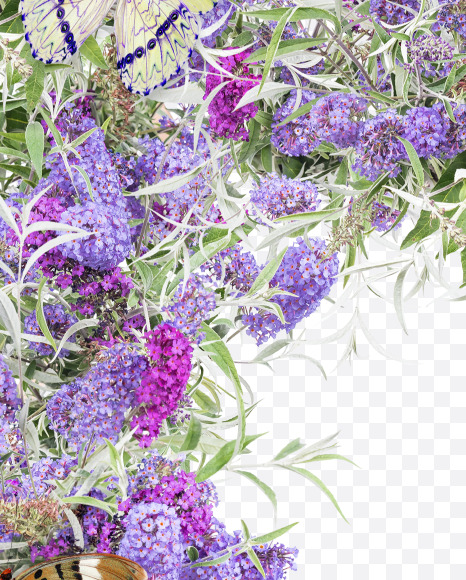 Letter H from Buddleia flowers alphabet on Yellow Images Creative Fonts - S81386