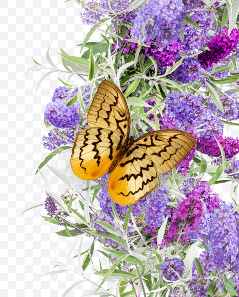 Letter C from Buddleia flowers alphabet on Yellow Images Creative Fonts - S81381