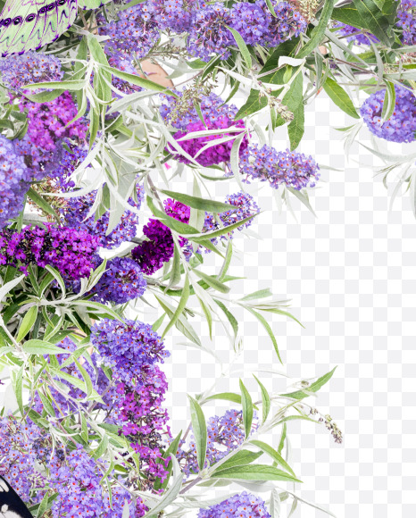 Letter D from Buddleia flowers alphabet on Yellow Images Creative Fonts - S81382