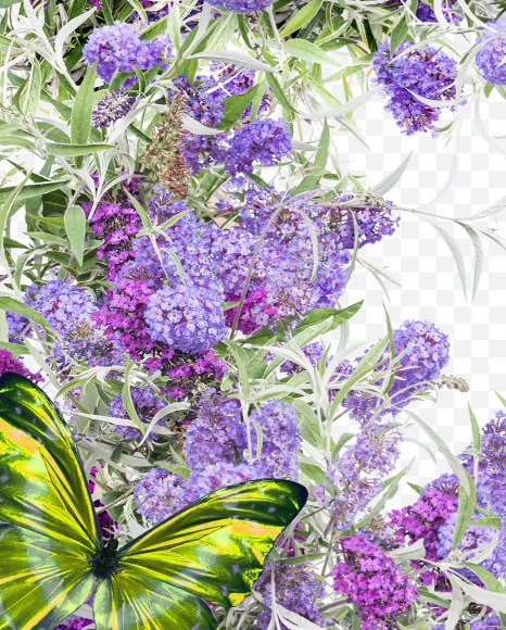 Letter B from Buddleia flowers alphabet on Yellow Images Creative Fonts - S81380