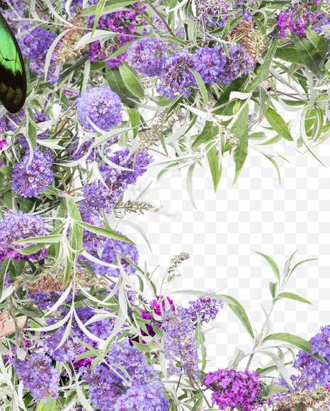 Letter R from Buddleia flowers alphabet on Yellow Images Creative Fonts - S81396