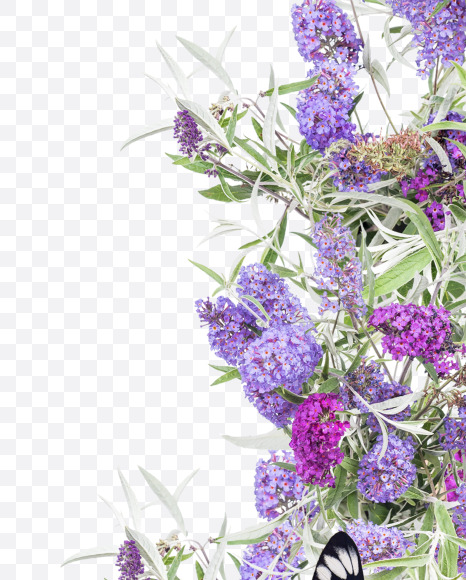 7 from Buddleia flowers alphabet on Yellow Images Creative Fonts - S81412