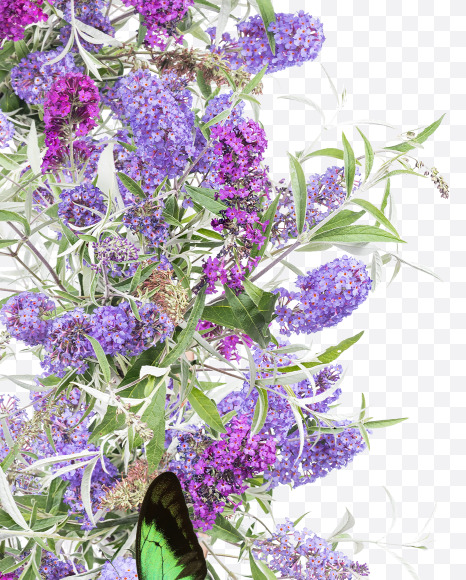 5 from Buddleia flowers alphabet on Yellow Images Creative Fonts - S81410