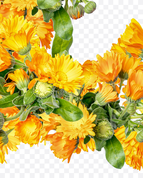 2 from Marigold flowers alphabet on Yellow Images Creative Fonts - S81553