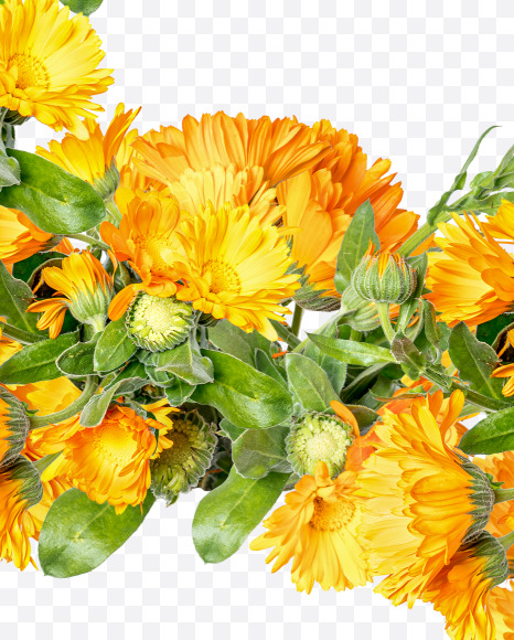 5 from Marigold flowers alphabet on Yellow Images Creative Fonts - S81556