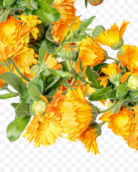 Letter O from Marigold flowers alphabet on Yellow Images Creative Fonts - S81539