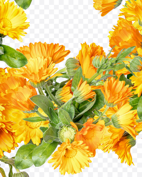 Letter P from Marigold flowers alphabet on Yellow Images Creative Fonts - S81540