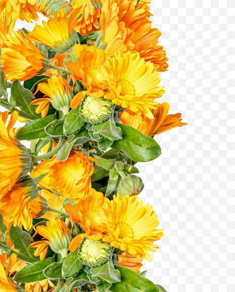 4 from Marigold flowers alphabet on Yellow Images Creative Fonts - S81555