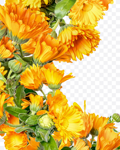 Letter X from Marigold flowers alphabet on Yellow Images Creative Fonts - S81548