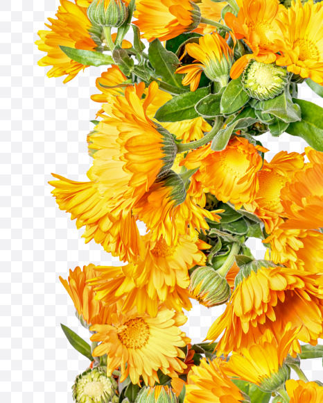 6 from Marigold flowers alphabet on Yellow Images Creative Fonts - S81557