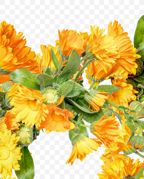 Letter B from Marigold flowers alphabet on Yellow Images Creative Fonts - S81526