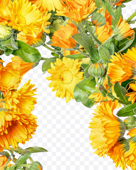Letter N from Marigold flowers alphabet on Yellow Images Creative Fonts - S81538