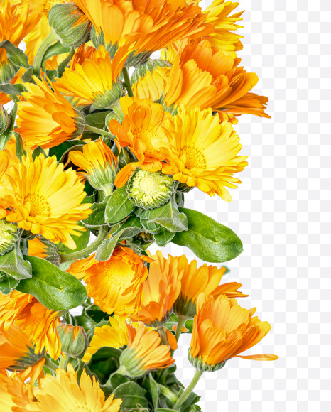 9 from Marigold flowers alphabet on Yellow Images Creative Fonts - S81560