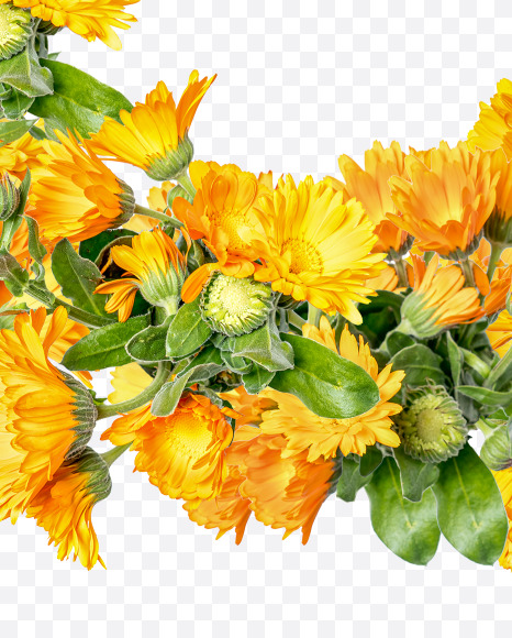 Letter L from Marigold flowers alphabet on Yellow Images Creative Fonts - S81536