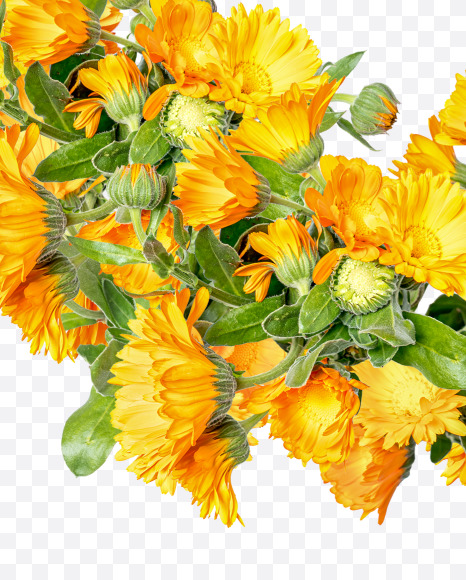 Letter U from Marigold flowers alphabet on Yellow Images Creative Fonts - S81545