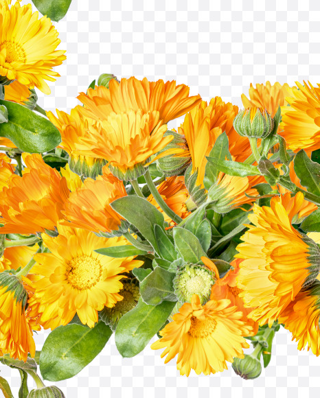 Letter E from Marigold flowers alphabet on Yellow Images Creative Fonts - S81529