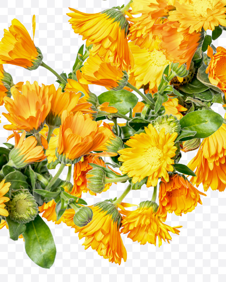 Letter G from Marigold flowers alphabet on Yellow Images Creative Fonts - S81531