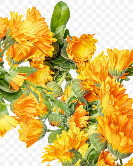 Letter Q from Marigold flowers alphabet on Yellow Images Creative Fonts - S81541