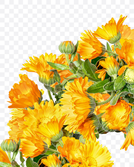 Letter A from Marigold flowers alphabet on Yellow Images Creative Fonts - S81525