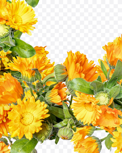 Letter F from Marigold flowers alphabet on Yellow Images Creative Fonts - S81530