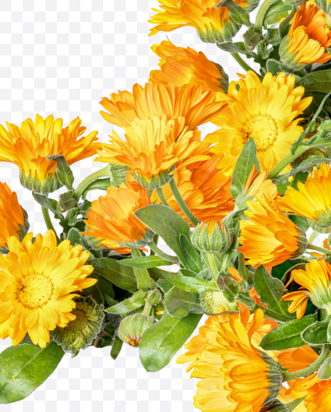 3 from Marigold flowers alphabet on Yellow Images Creative Fonts - S81554
