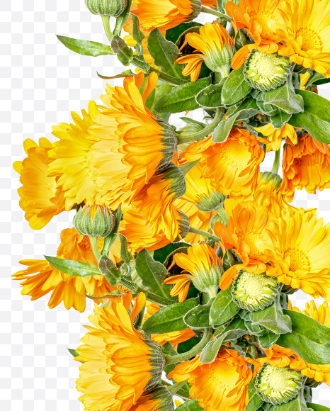 0 from Marigold flowers alphabet on Yellow Images Creative Fonts - S81551