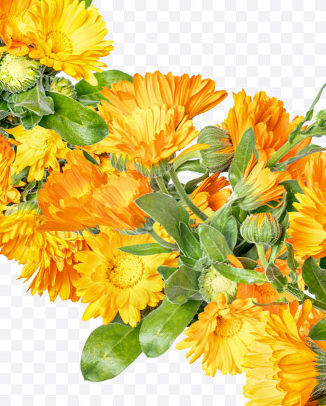 Letter S from Marigold flowers alphabet on Yellow Images Creative Fonts - S81543