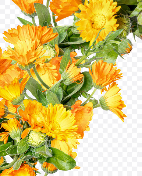 Letter Y from Marigold flowers alphabet on Yellow Images Creative Fonts - S81549