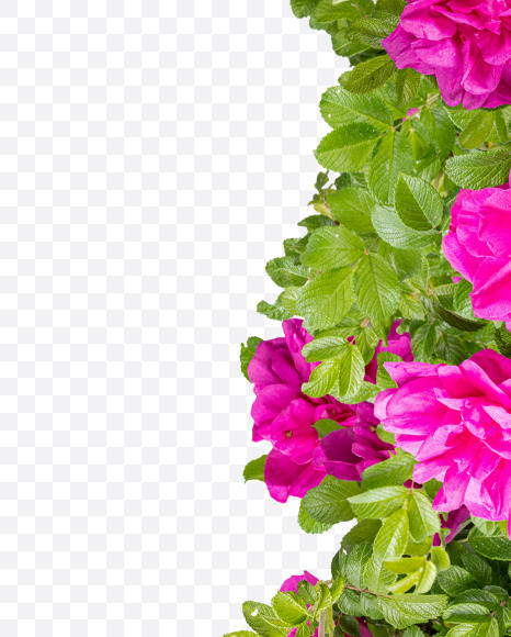 Letter I from Pink Wild Rose Alphabet on Yellow Images Creative Fonts - S81795