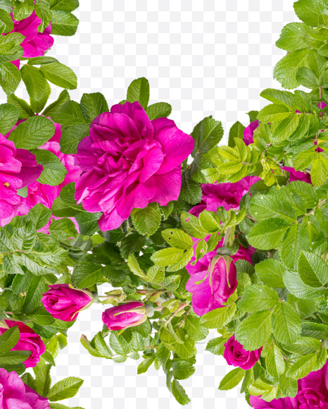 Letter B from Pink Wild Rose Alphabet on Yellow Images Creative Fonts - S81788