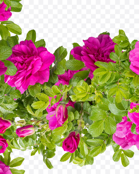 Letter E from Pink Wild Rose Alphabet on Yellow Images Creative Fonts - S81791