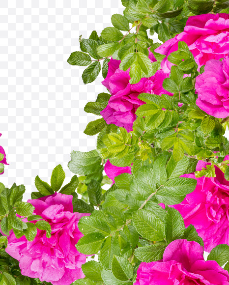 Letter W from Pink Wild Rose Alphabet on Yellow Images Creative Fonts - S81809