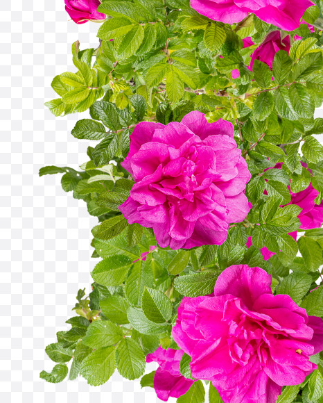 9 from Pink Wild Rose Alphabet on Yellow Images Creative Fonts - S81822