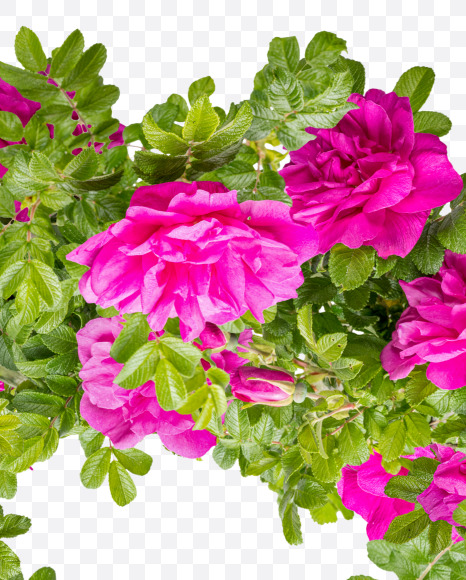 Letter R from Pink Wild Rose Alphabet on Yellow Images Creative Fonts - S81804