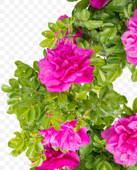 8 from Pink Wild Rose Alphabet on Yellow Images Creative Fonts - S81821