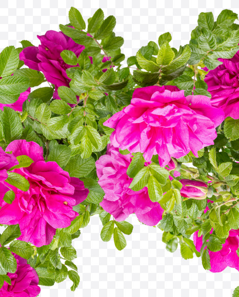 0 from Pink Wild Rose Alphabet on Yellow Images Creative Fonts - S81813