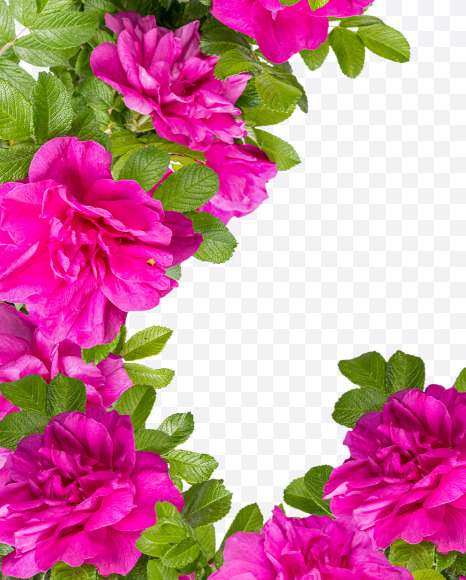 Letter Z from Pink Wild Rose Alphabet on Yellow Images Creative Fonts - S81812