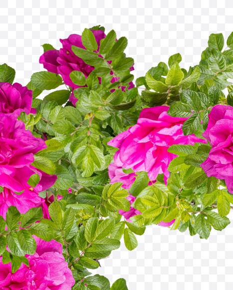 Letter T from Pink Wild Rose Alphabet on Yellow Images Creative Fonts - S81806