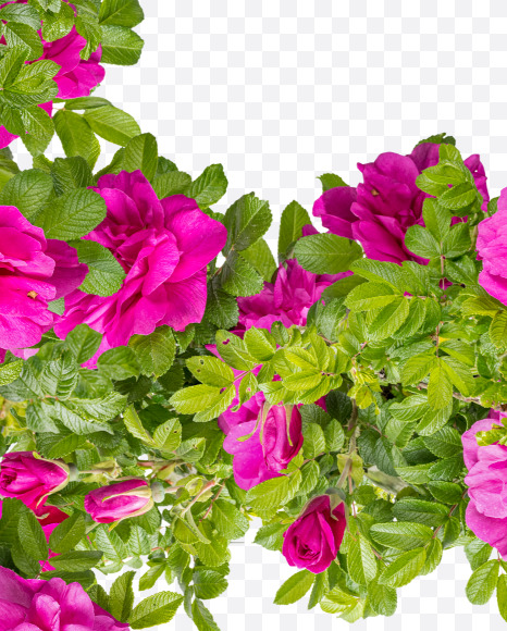 Letter F from Pink Wild Rose Alphabet on Yellow Images Creative Fonts - S81792