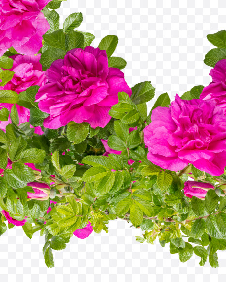 Letter L from Pink Wild Rose Alphabet on Yellow Images Creative Fonts - S81798