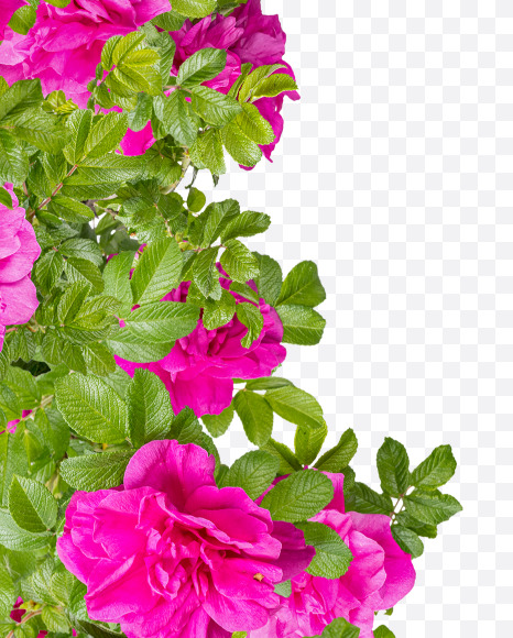 Letter V from Pink Wild Rose Alphabet on Yellow Images Creative Fonts - S81808