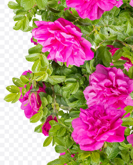 6 from Pink Wild Rose Alphabet on Yellow Images Creative Fonts - S81819