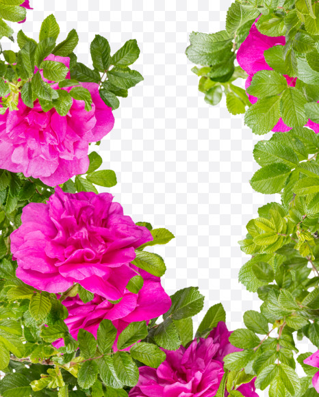 Letter N from Pink Wild Rose Alphabet on Yellow Images Creative Fonts - S81800