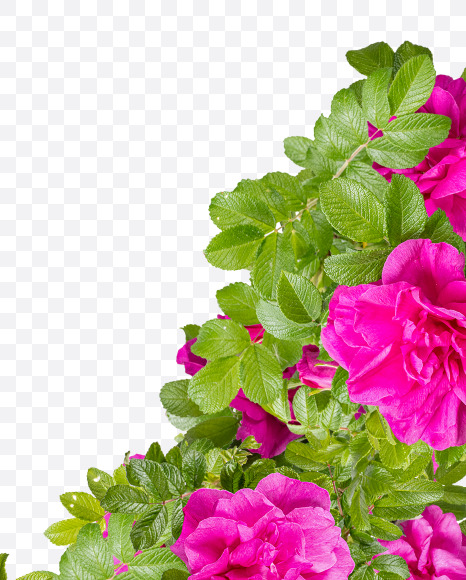 Letter X from Pink Wild Rose Alphabet on Yellow Images Creative Fonts - S81810