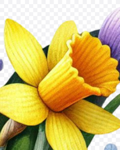 Letter C from Spring Floral Alphabet on Yellow Images Creative Fonts - S84344