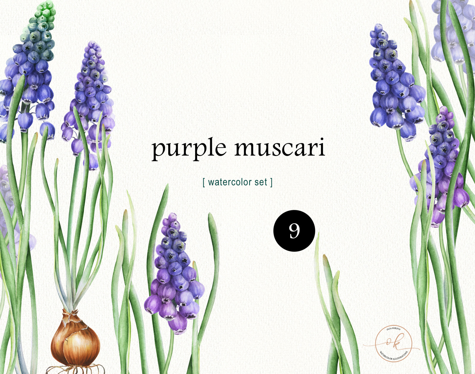 Watercolor spring floral clipart, Muscari purple flowers botanical clipart for wedding, easter, vale