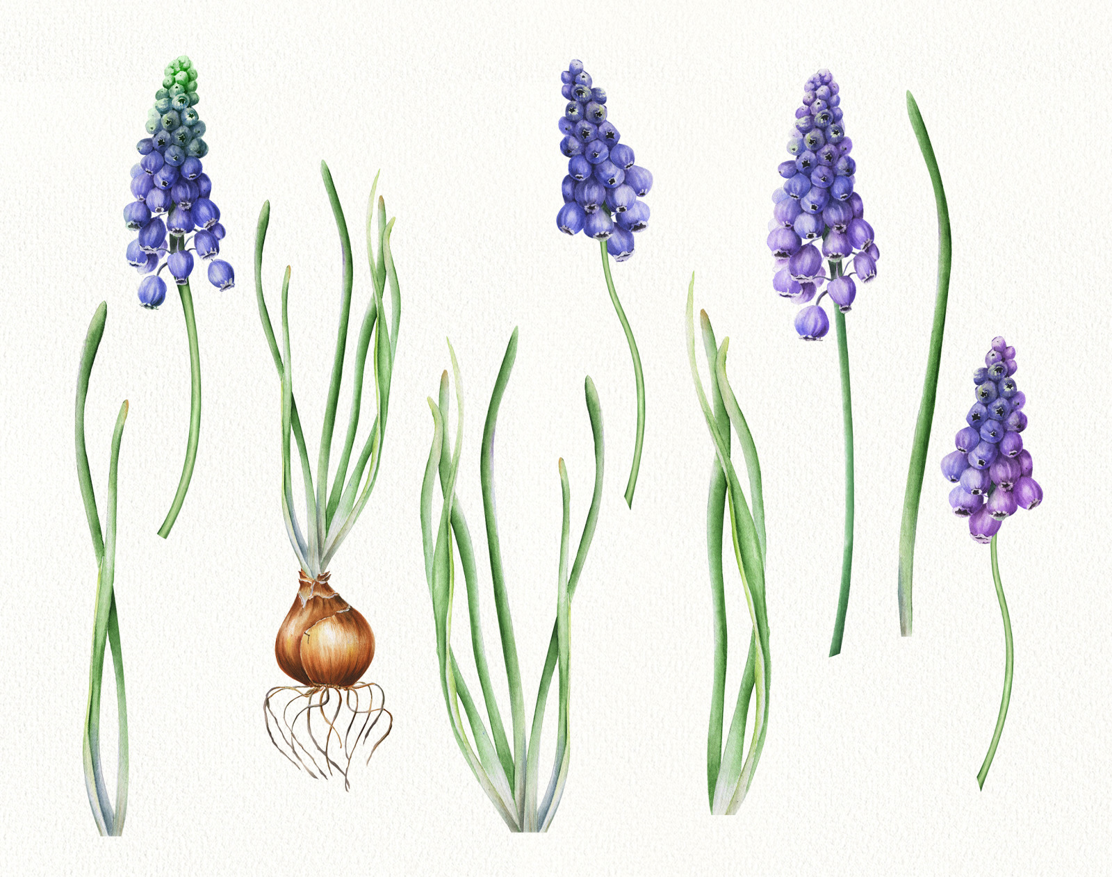 Watercolor spring floral clipart, Muscari purple flowers botanical clipart for wedding, easter, vale