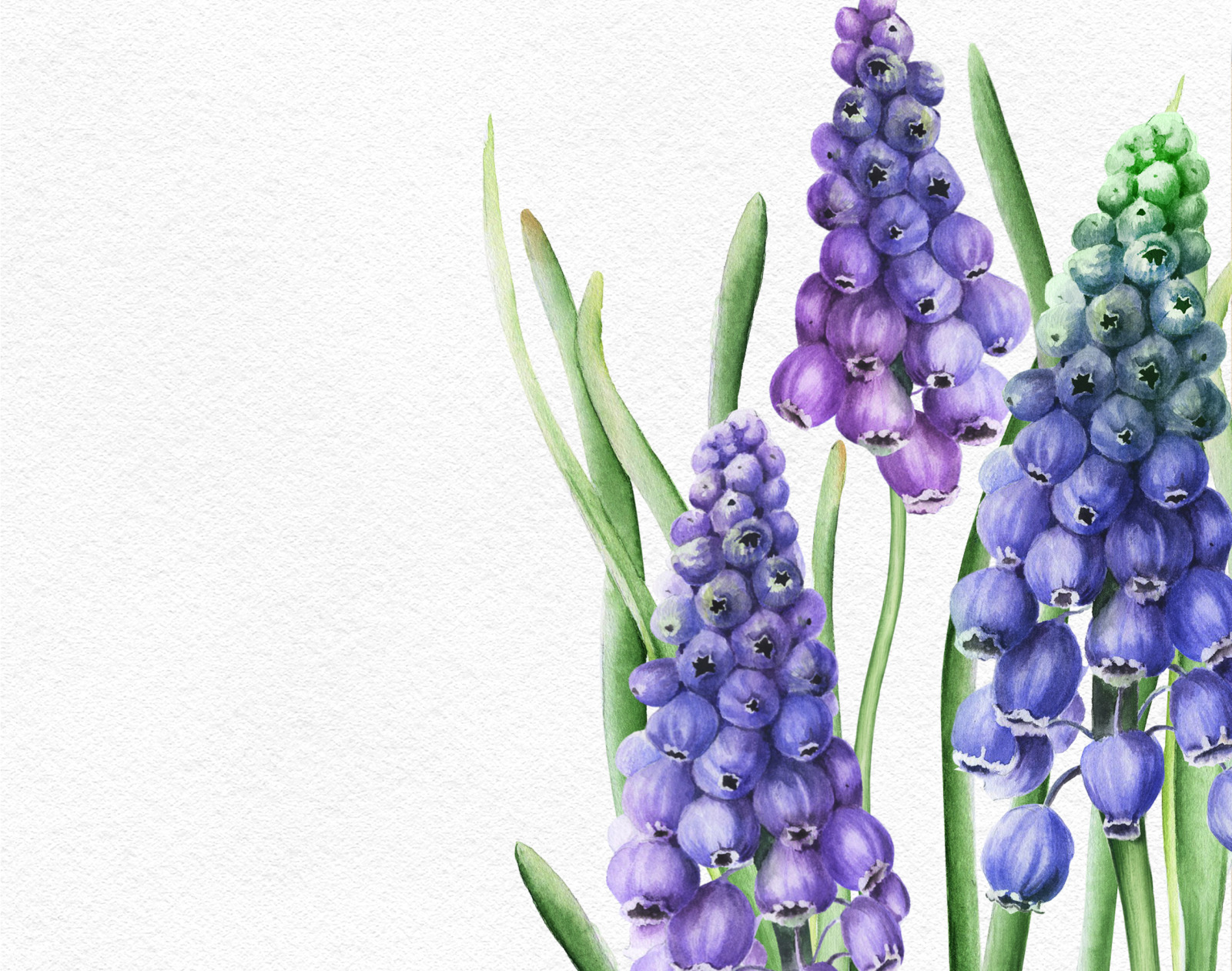 Watercolor spring floral clipart, Muscari purple flowers botanical clipart for wedding, easter, vale